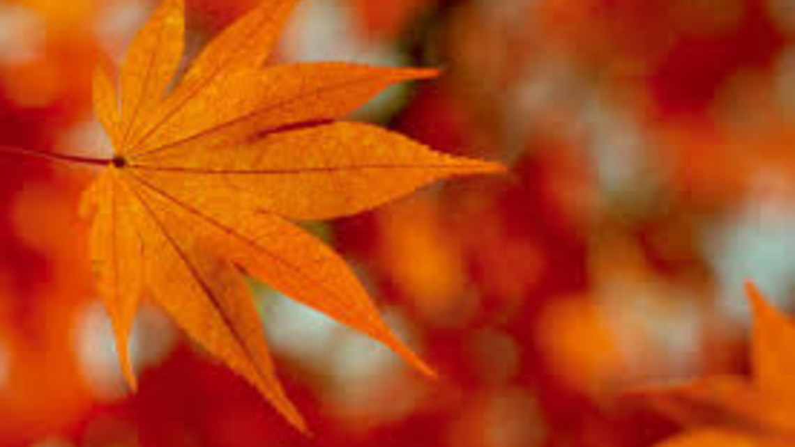 Fall