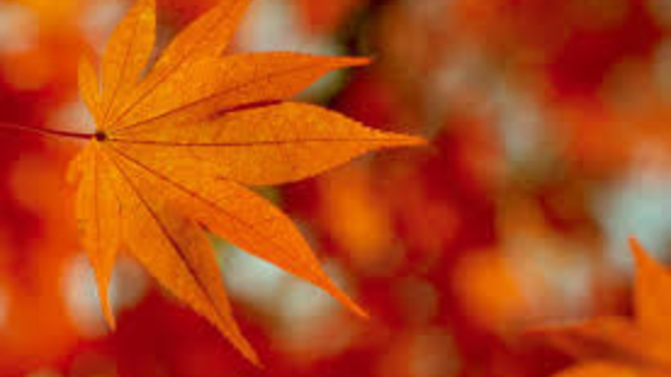 Fall
