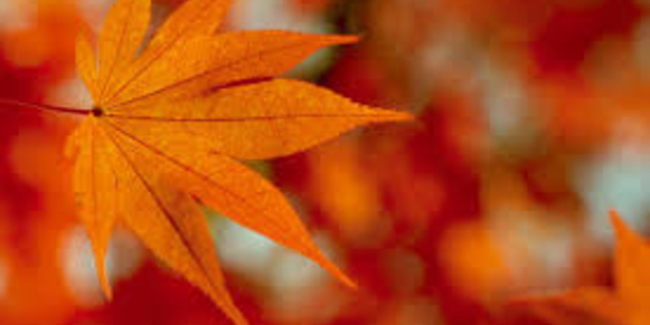 Fall