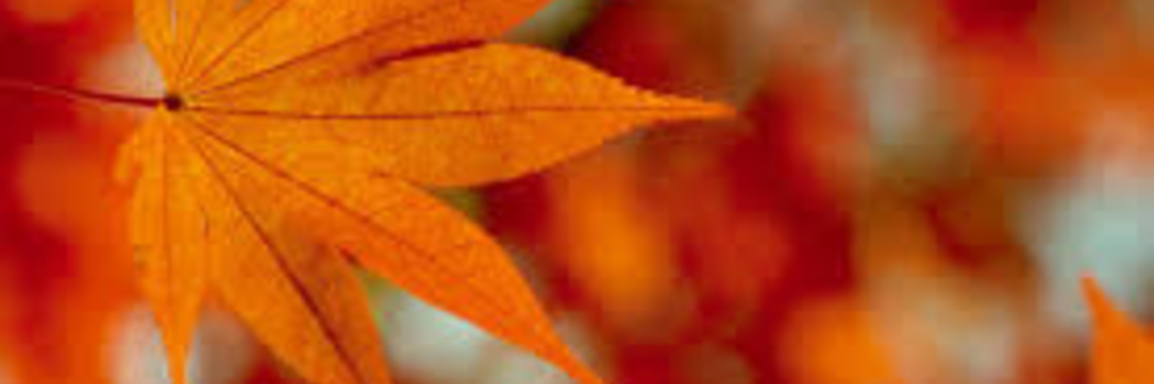 Fall